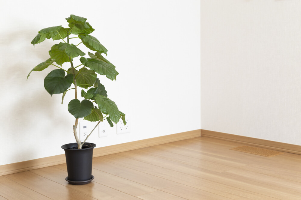 観葉植物